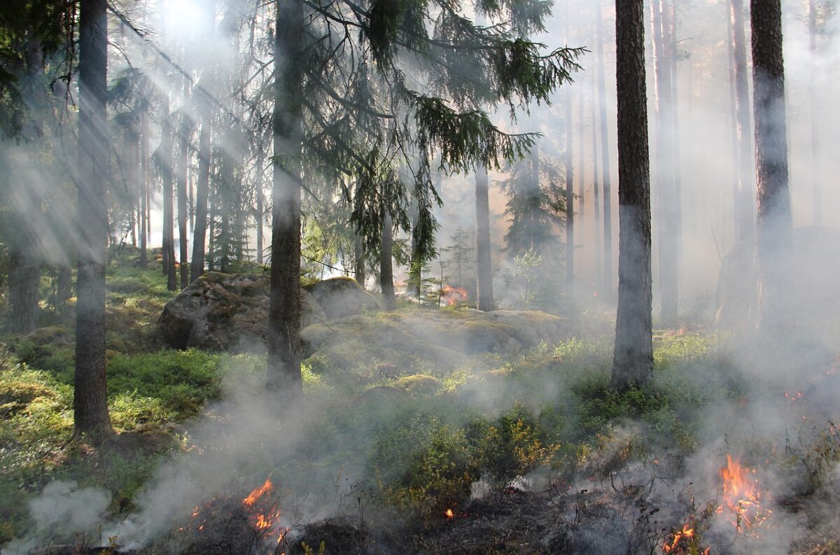 incendios forestales en murcia